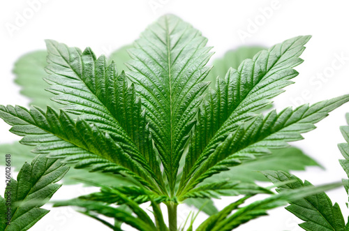 Green cannabis leaves isolated on white background. Growing medical marijuana.