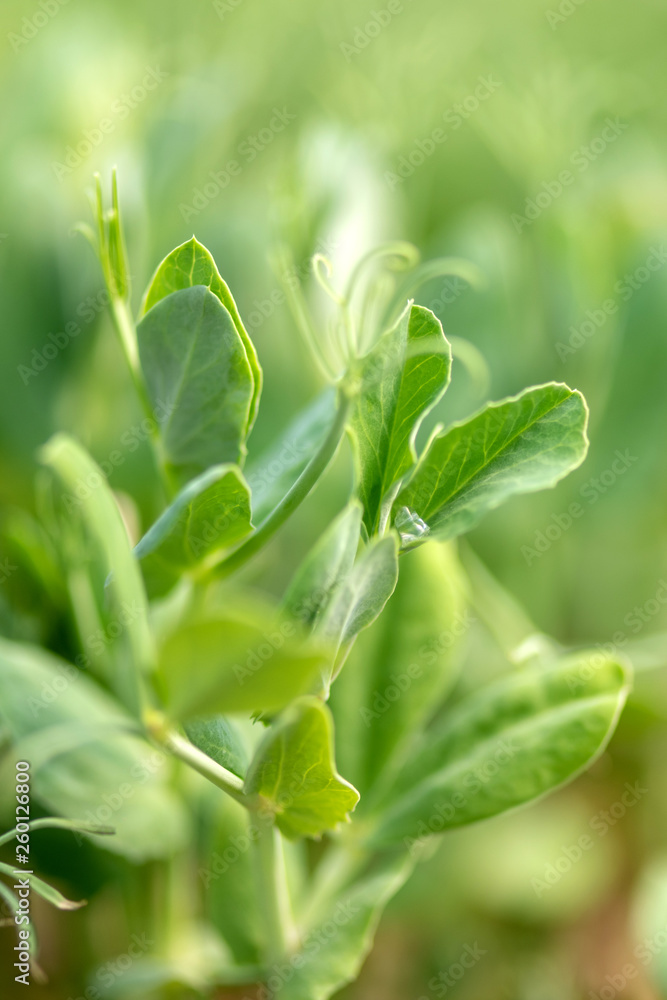 Micro green of peas