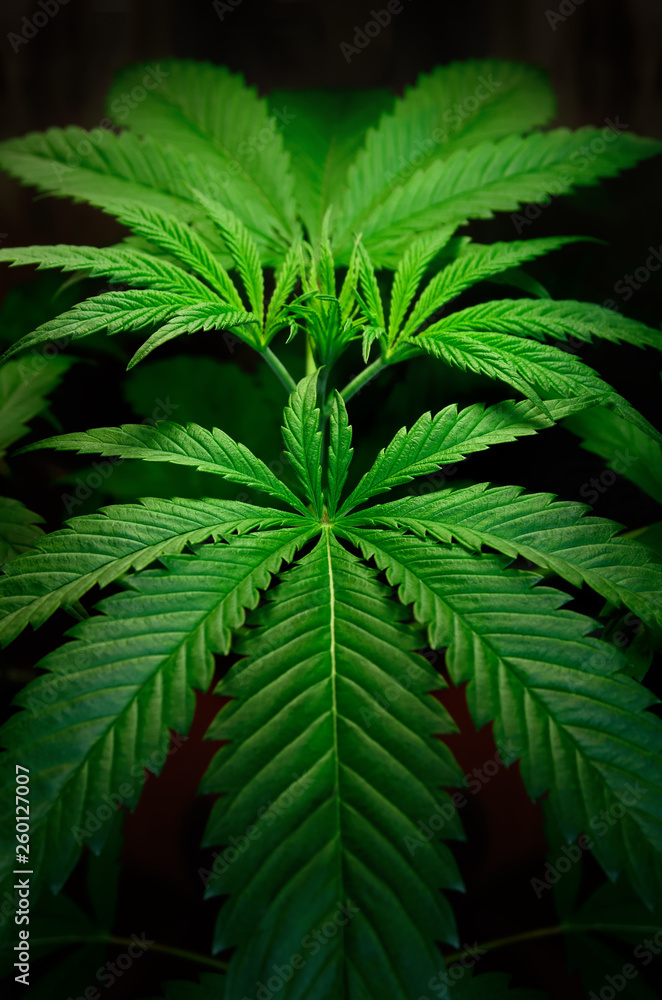 Large leaves of marijuana on a black background. Growing medical cannabis. Large leaves of marijuana on a black background. Growing medical cannabis.