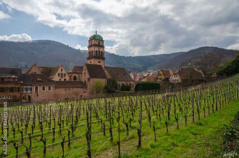 Vineyard in early spring. There are no leaves on the vine yet. In the background there is an ancient city with a cathedral. Mountains are visible in the distance. Forantzia. Alsace. Kaysersberg.