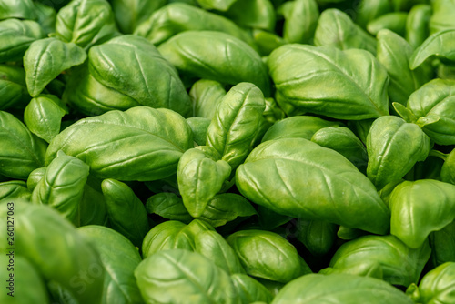 Basil leaves as natural food background