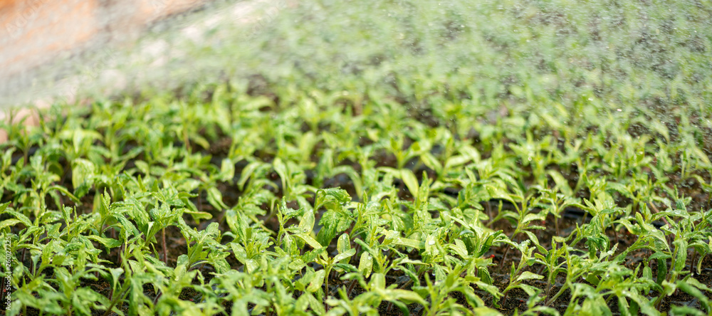 Small seedlings growing tomato in cultivation tray Small seedlings growing tomato in cultivation tray