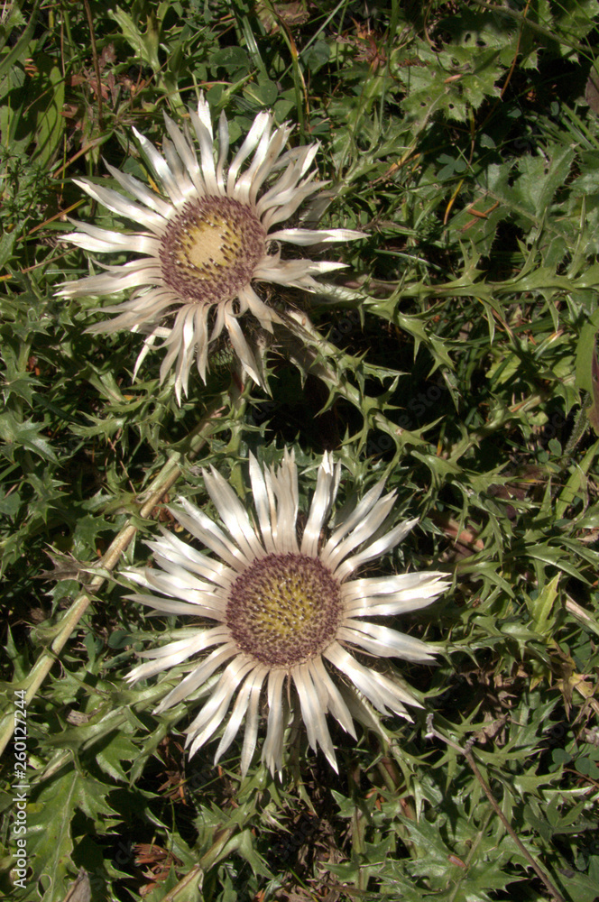 Carlina acaulis; stemless silver (carline) thistle on Flumserberg Carlina acaulis; stemless silver (carline) thistle on Flumserberg