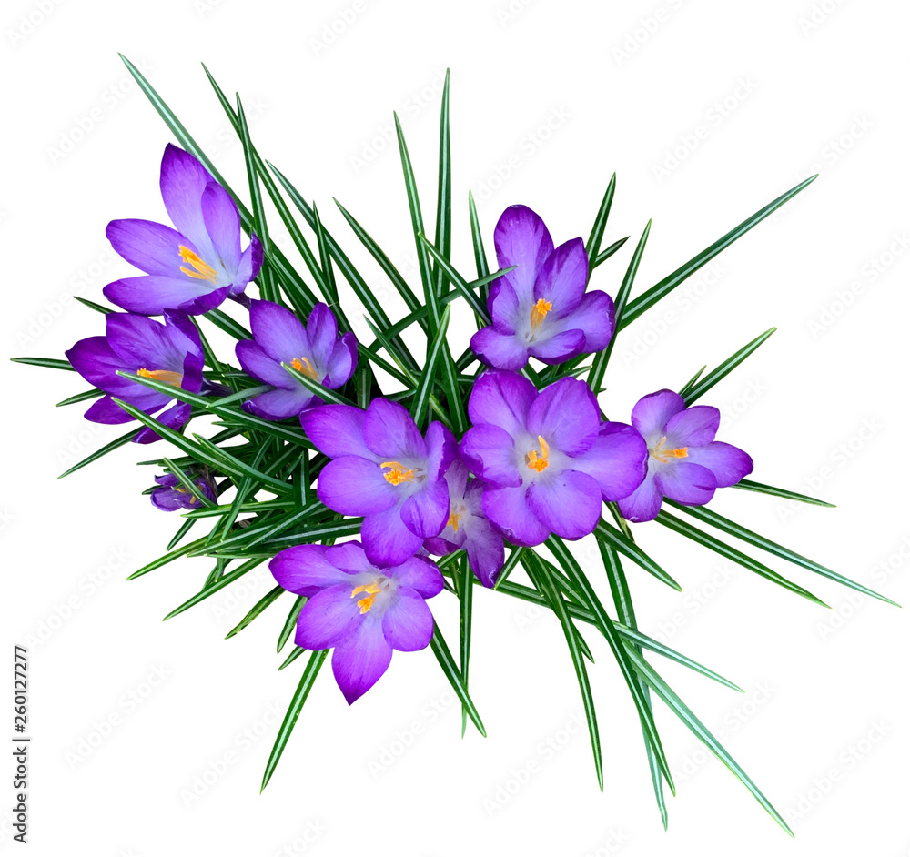 clump of crocuses clump of crocuses