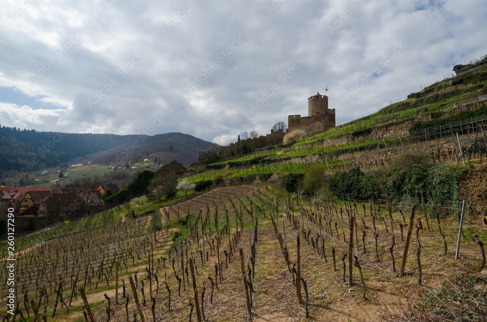 Landscape with a grape field at the end of March. The vine has no leaves. France. Alsace. In the background there are mountains, the old castle and the city of Kaysersberg.