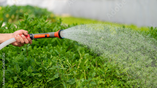 Watering plant in greenhouse garden