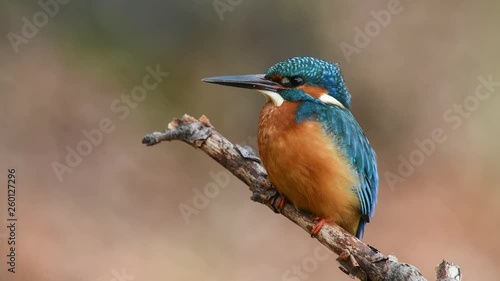 Common kingfisher sitting on a branch photo