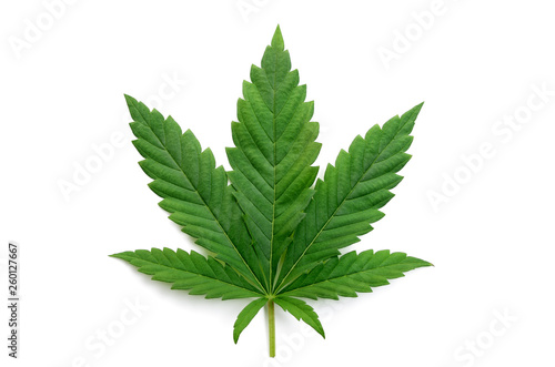 Green cannabis leaves isolated on white background. Growing medical marijuana.