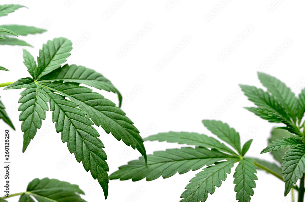 Green cannabis leaves isolated on white background. Growing medical marijuana. Green cannabis leaves isolated on white background. Growing medical marijuana.