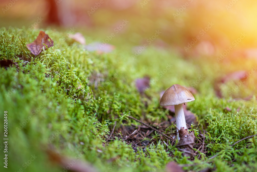 Amanita phalloides in the forest. Poisonous mushroom, commonly known as the Death Cap. Amanita phalloides in the forest. Poisonous mushroom, commonly known as the Death Cap.