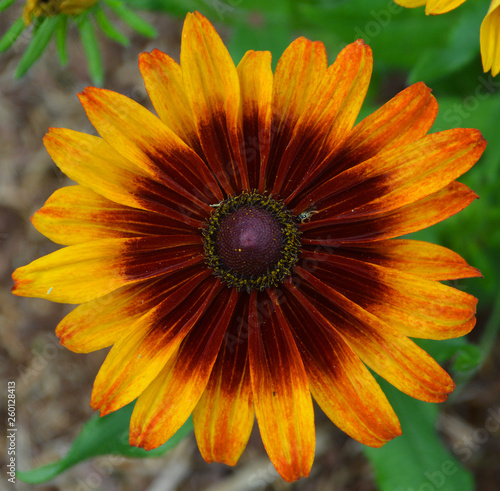 Rudbeckia. The species are commonly called coneflowers and black-eyed-susans; all are native to North America and many species are cultivated in gardens for their showy yellow or gold flower heads.  photo