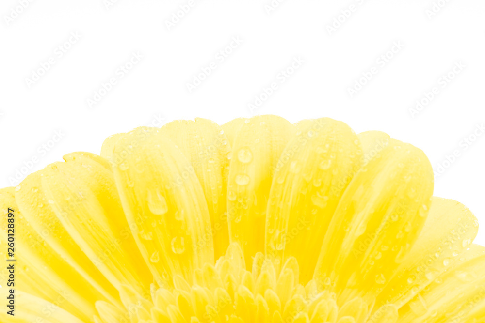 Colored gerbera flowers Colored gerbera flowers