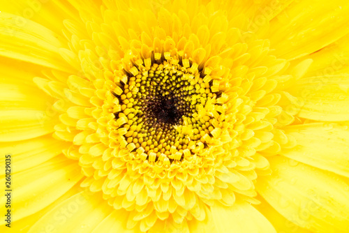 Colored gerbera flowers