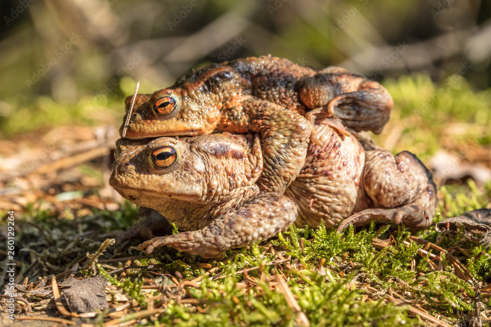 Naklejka premium frösche