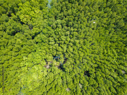 Aerial top view of green mangrove forest from the drone. Koh Chang island, Thailand.