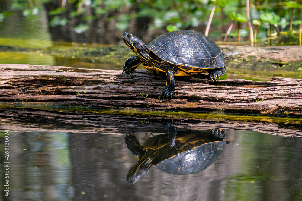 Fototapeta premium Turtles are enjoying sunny day in a swamp