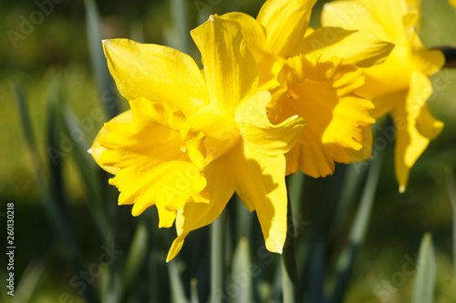 Yellow daffodils flowers in a garden during spring