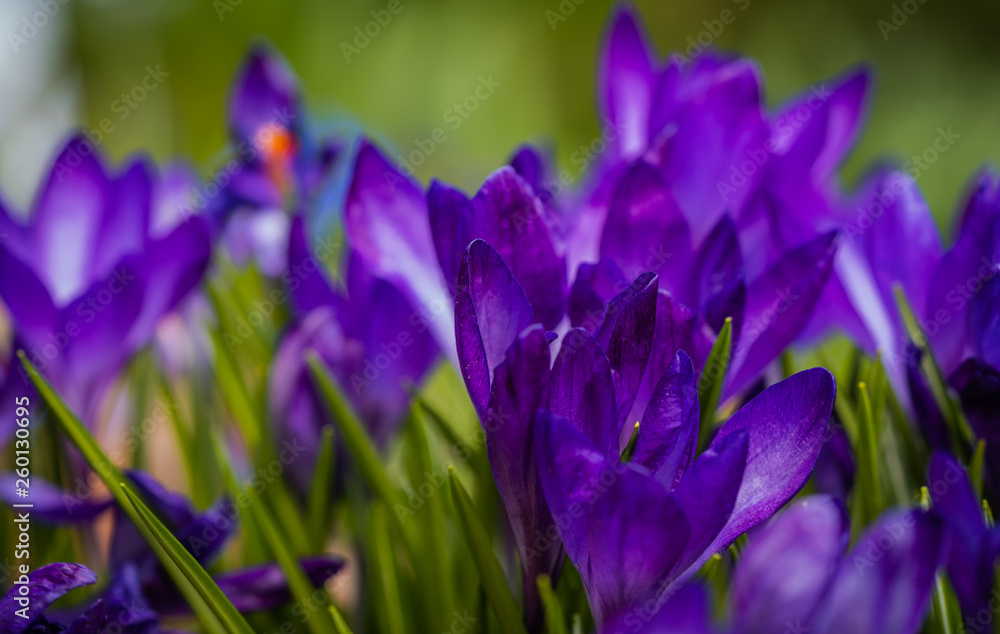 Krokus crocus kwiat plant flower blomst Krokus crocus kwiat plant flower blomst