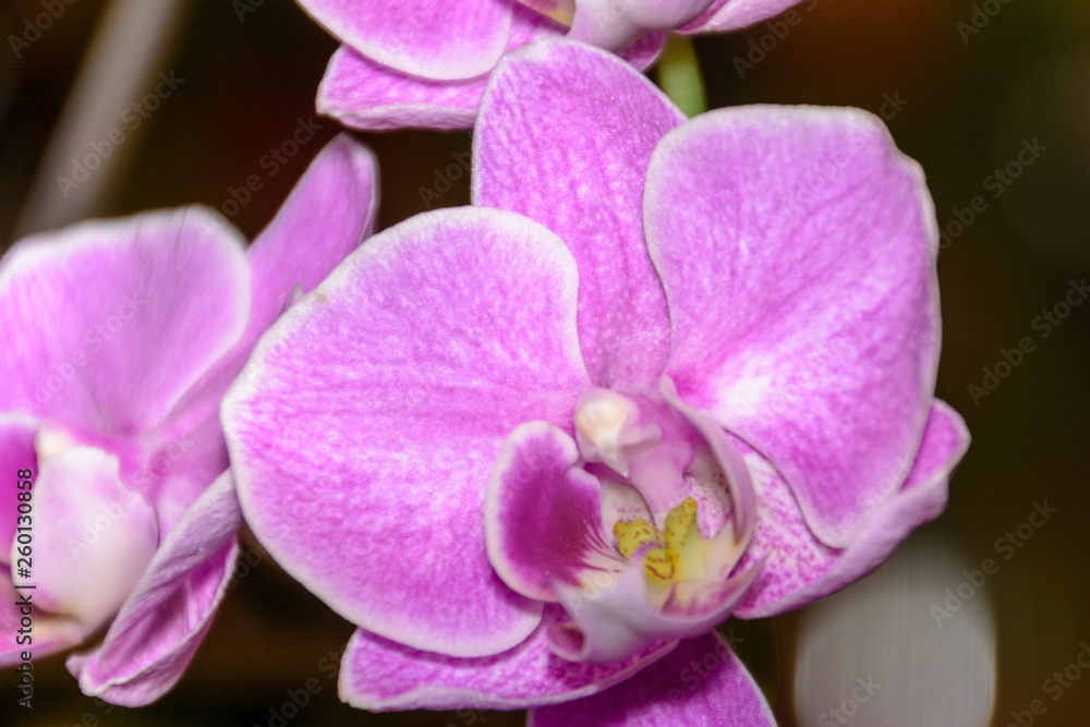 The beauty of a white and purple Orchid in full bloom. Phalaenopsis Orchid flower is the queen of flowers in Thailand. The beauty of a white and purple Orchid in full bloom. Phalaenopsis Orchid flower is the queen of flowers in Thailand.