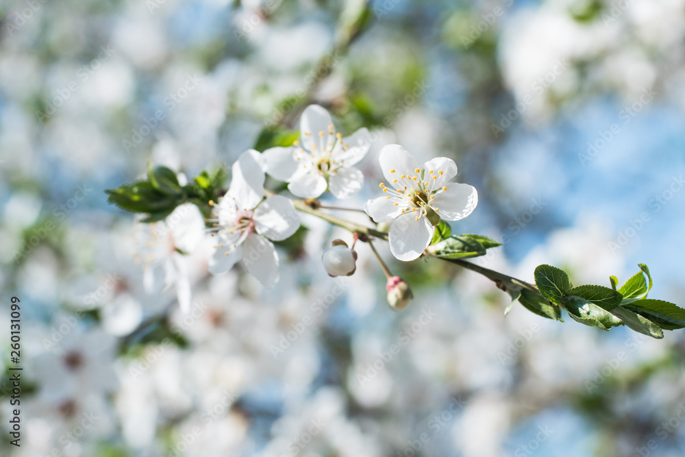 Fototapeta premium Close up of white cherry blossom