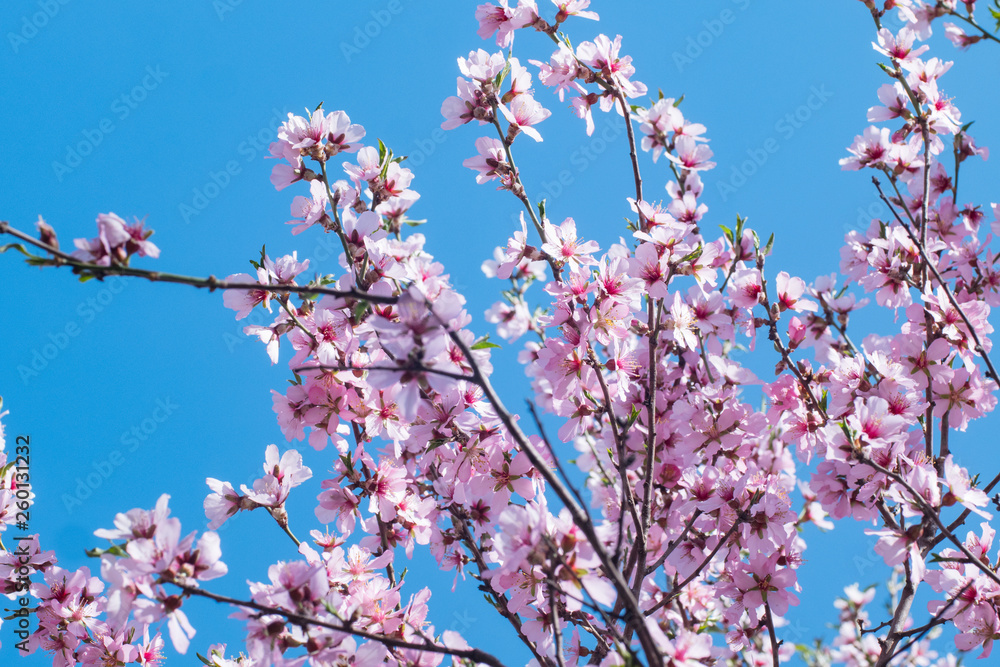 Beutiful close up picture of pink cherry blossom against blue sky Beutiful close up picture of pink cherry blossom against blue sky