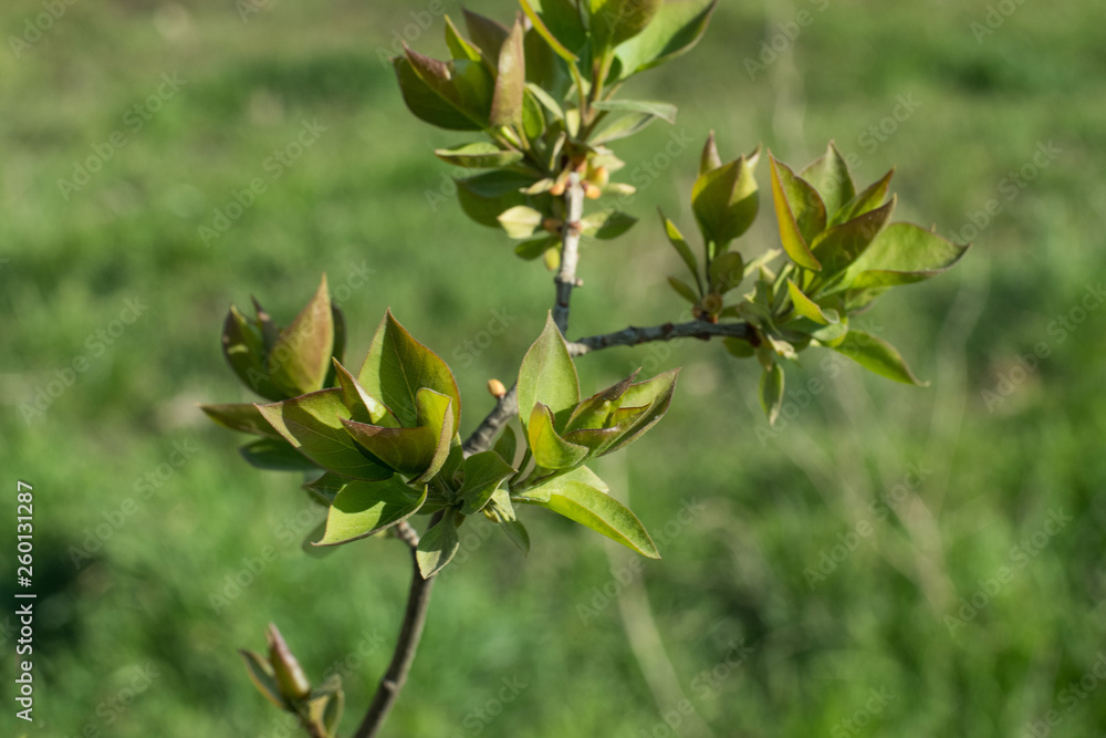 Close up picture of green tree buds against fresh grass Close up picture of green tree buds against fresh grass