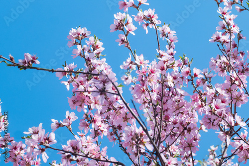 Beutiful close up picture of pink cherry blossom against blue sky