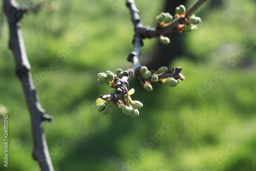 Close up picture of green tree buds against fresh grass 