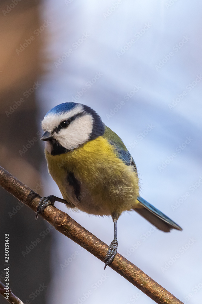 Obraz premium Bright blue tit sits on a branch in the park and looks at the photographer. City birds. Blurred background. Close-up. Wild nature. Spring soon.