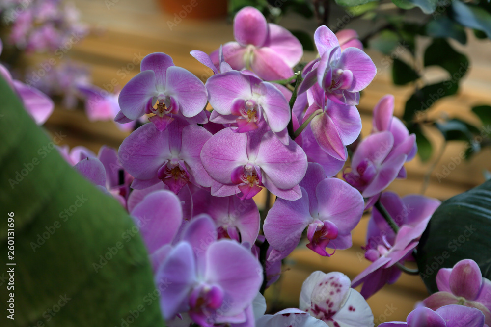 Obraz premium Bright spring flower bloomed in a botanical greenhouse