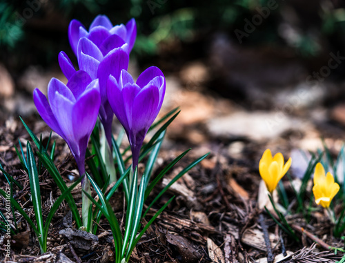 Krokus crocus kwiat plant flower blomst  photo