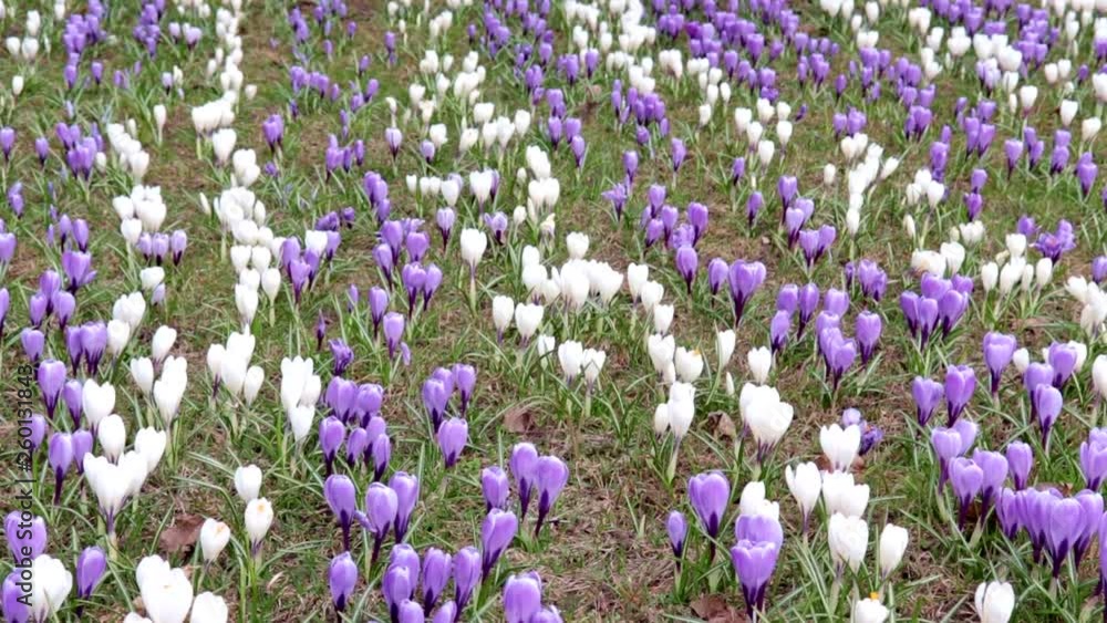 Blue and white tender delicate pastel meadow of spring crocus flowers, panoramic view Blue and white tender delicate pastel meadow of spring crocus flowers, panoramic view