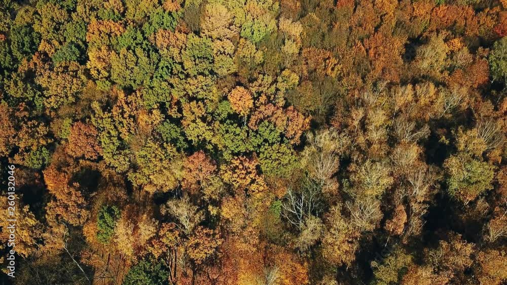 Drone shot aerial forest high angle overfly sunny colorful autumn forest. Autumn color forest in a sunny day. Camera moves top down Drone shot aerial forest high angle overfly sunny colorful autumn forest. Autumn color forest in a sunny day. Camera moves top down