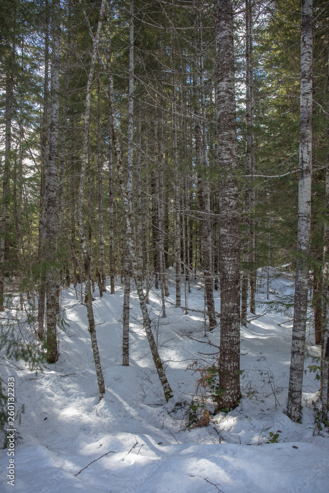 snow forest in Oregon snow forest in Oregon
