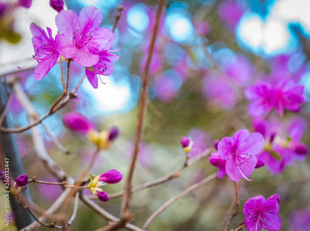 Wawrzynek wilczełyko, Daphne mezereum, kwiat, flower, blomst, bois-joli Wawrzynek wilczełyko, Daphne mezereum, kwiat, flower, blomst, bois-joli