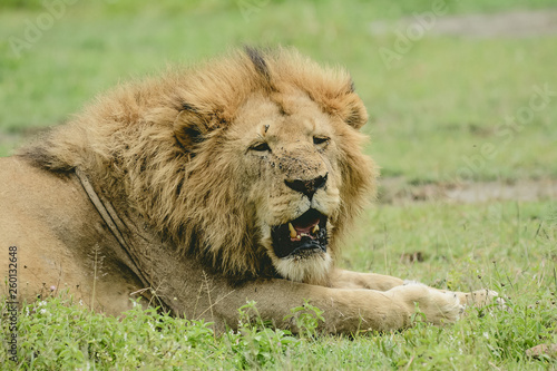 Fototapeta Naklejka Na Ścianę i Meble -  Lion in Ngorongoro