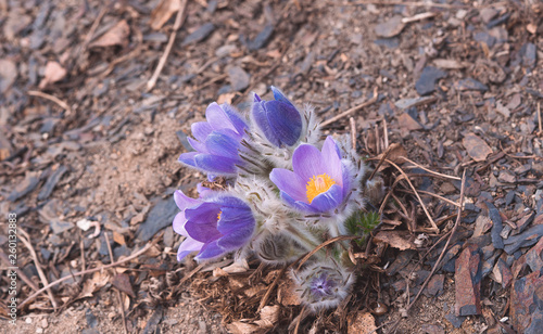 Sasanka, zwyczajna, alpejska ,Pulsatilla, vulgaris,Pulsatilla vulgaris, kwiat, blomst, flower, eukarionity, naczyniowe, nasienne, euphyllophyta, jaskrowce, jaskrowate,  photo