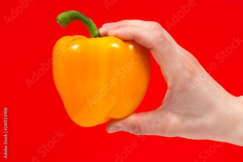 Tasty Fresh organic yellow delicious pepper in hand Isolated on red Background
