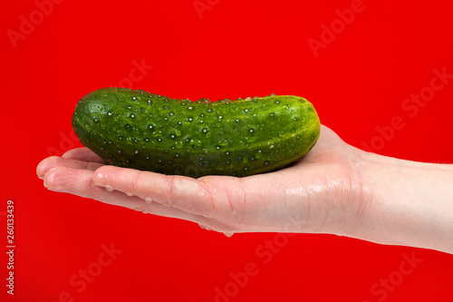 Ripe juicy delicious cucumber in hand isolated on red background.