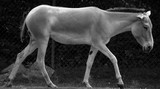 The onager (Equus hemionus), also known as hemione or Asiatic wild ass is a species of the family Equidae (horse family) native to Asia. 
