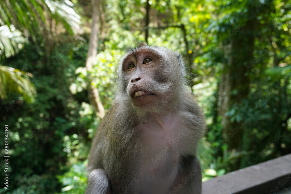An adorable macaque monkey having a good time on a bench, while posing for the camera in Ubud, Bali