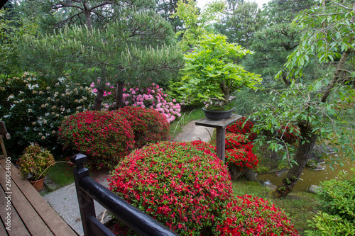 Azalea  blossom  and pond  in Japanese  Garden #260134805