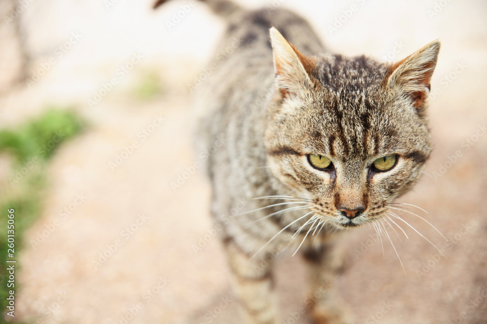 A domestic cat in blurred background.A pet in nature.The village.