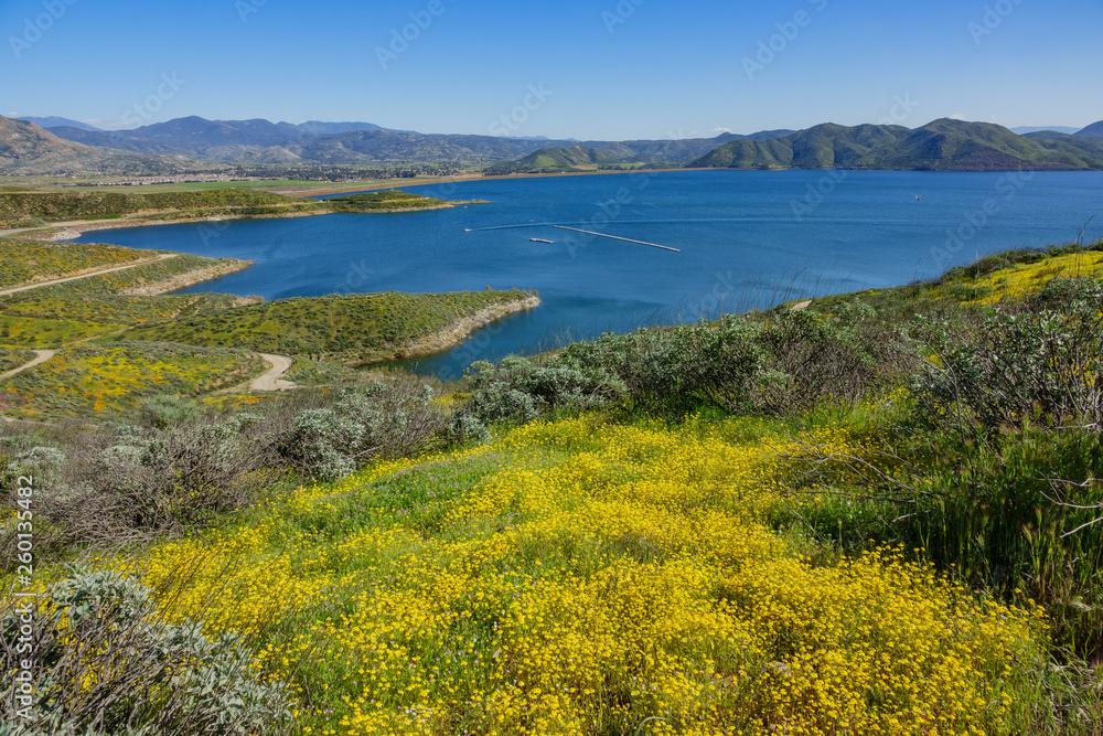 Lots of wild flower blossom at Diamond Valley Lake Lots of wild flower blossom at Diamond Valley Lake