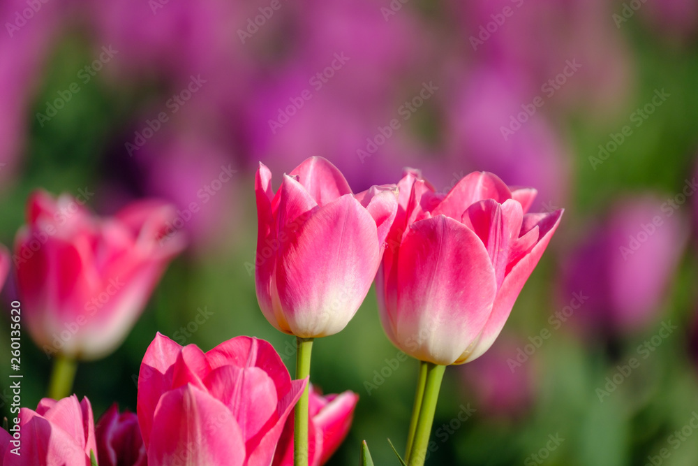 Tulipes roses sur le champ, gros plan. 