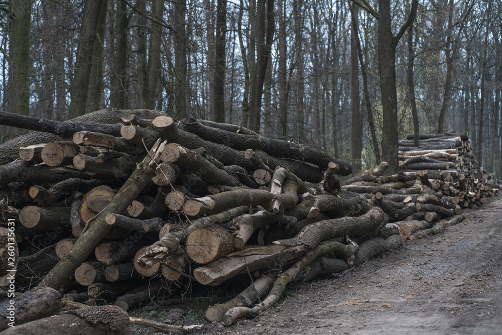 Logging - wooden logs of woods in the forest, stacked in a pile in Czech Republic. Freshly chopped tree logs stacked up on top of each other in a pile.