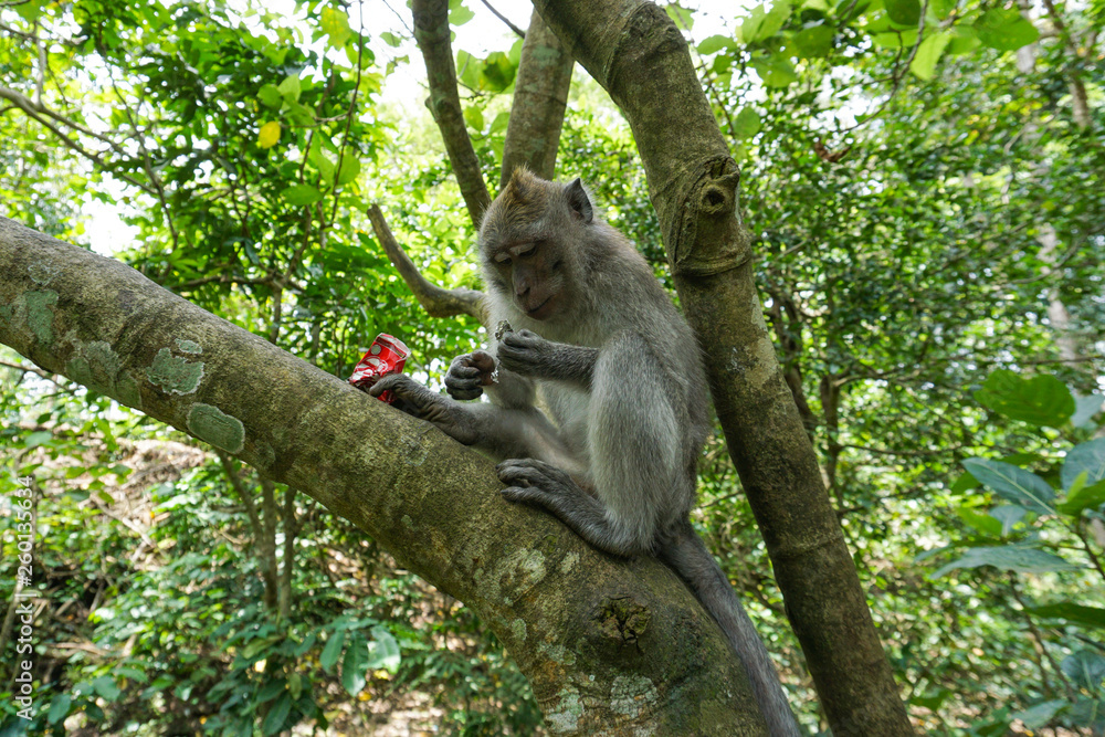 Fototapeta premium Macaque sitting on the tree, Monkey Forest in Ubud, Bali