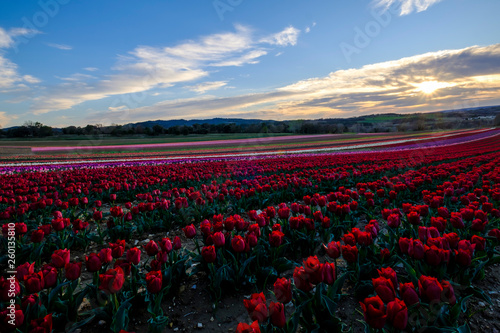 Champ de tulipes en Provence, France.  Tulipes rouges au premier plan. Coucher de soleil. Ciel avec de nuages. 