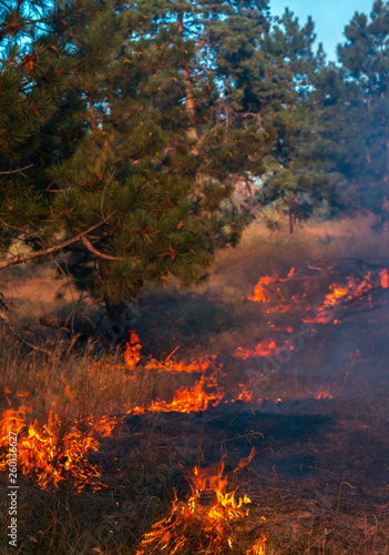  wildfire, burning pine forest .