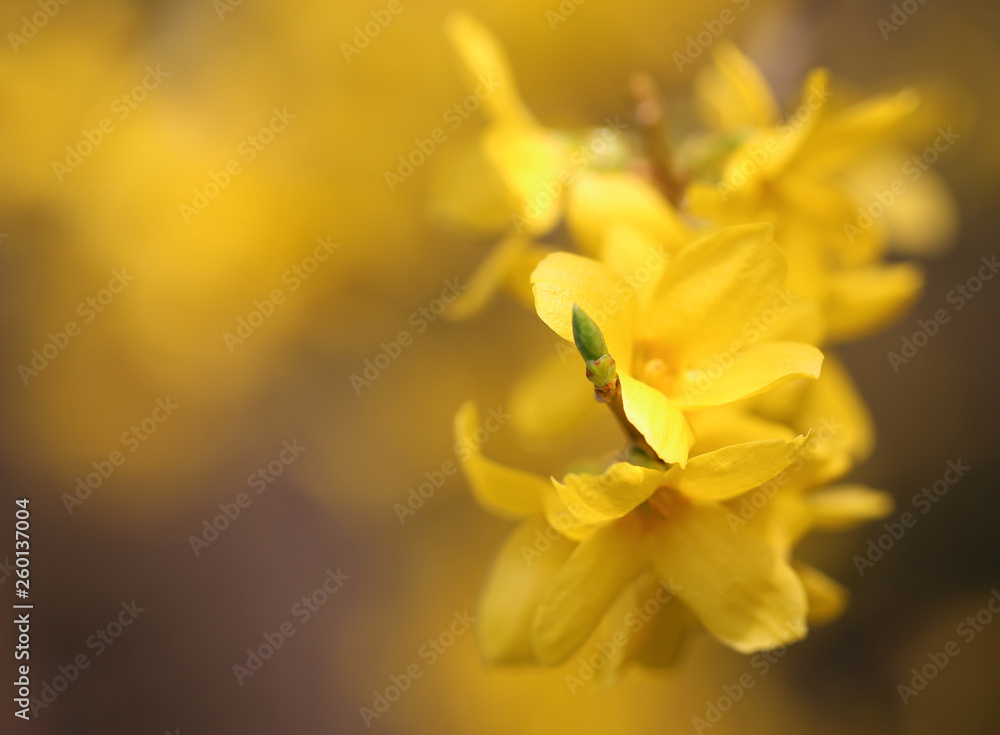 Forsythia known as spring flower Forsythia known as spring flower